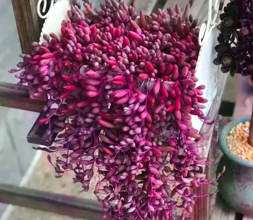 夏末秋初,正是插枝黃金期,這9種花,插根枝條就能活,1盆變10盆,輕鬆省下買花錢