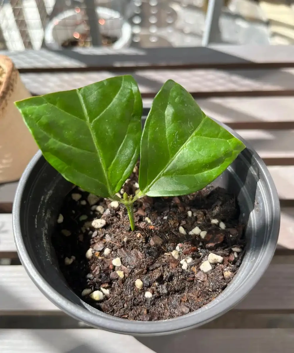 夏末秋初,正是插枝黃金期,這9種花,插根枝條就能活,1盆變10盆,輕鬆省下買花錢