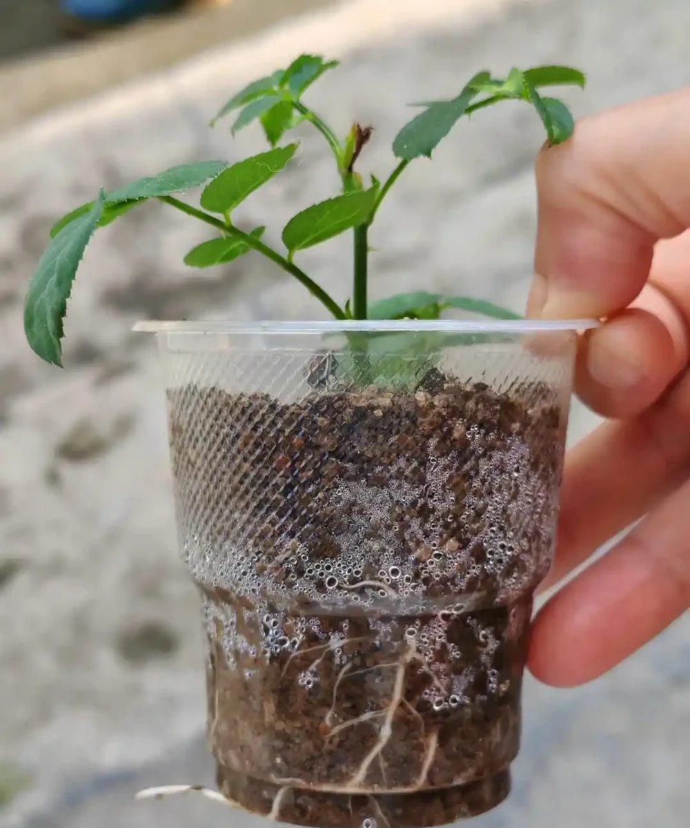 夏末秋初,正是插枝黃金期,這9種花,插根枝條就能活,1盆變10盆,輕鬆省下買花錢