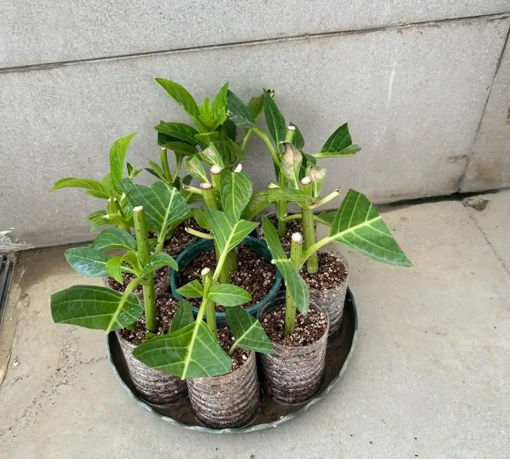 夏末秋初,正是插枝黃金期,這9種花,插根枝條就能活,1盆變10盆,輕鬆省下買花錢