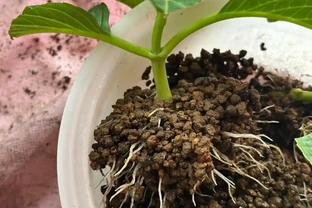 夏末秋初，正是插枝黃金期，這9種花，插根枝條就能活，1盆變10盆，輕鬆省下買花錢