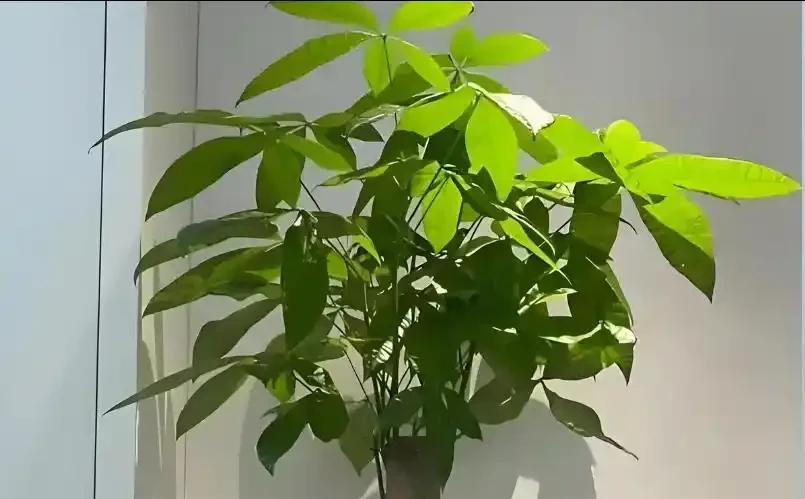 發財樹9月狠剪一次，2周冒滿新芽，株型越剪越好看