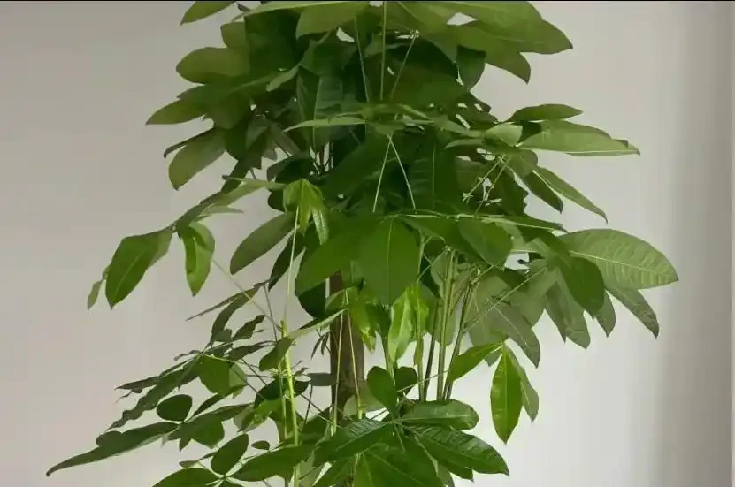 發財樹9月狠剪一次，2周冒滿新芽，株型越剪越好看