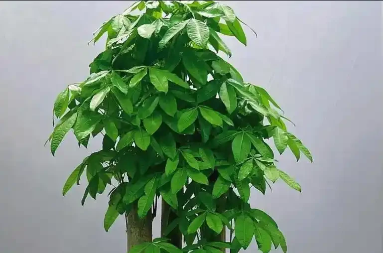 發財樹9月狠剪一次，2周冒滿新芽，株型越剪越好看