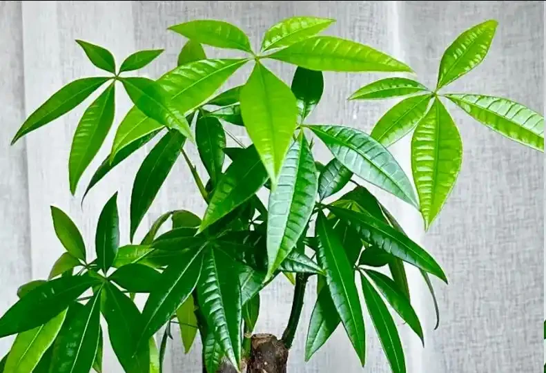 發財樹9月狠剪一次，2周冒滿新芽，株型越剪越好看
