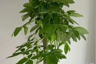 發財樹9月狠剪一次，2周冒滿新芽，株型越剪越好看