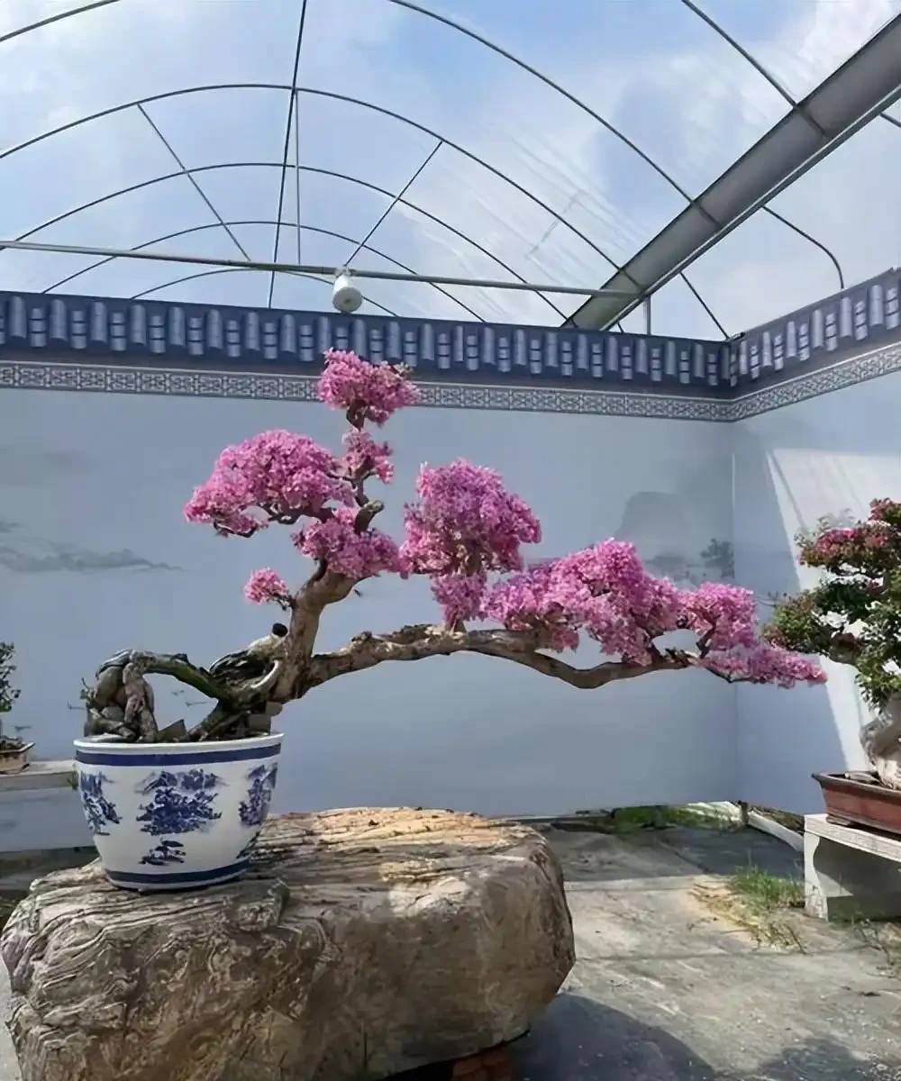 九重葛水澆多了葉子發蔫?別慌,按這4步走,還能救回來