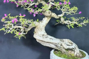 九重葛水澆多了葉子發蔫？別慌，按這4步走，還能救回來