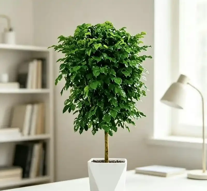 從「養啥死啥」到「綠意滿屋」,我只用了這一盆植物