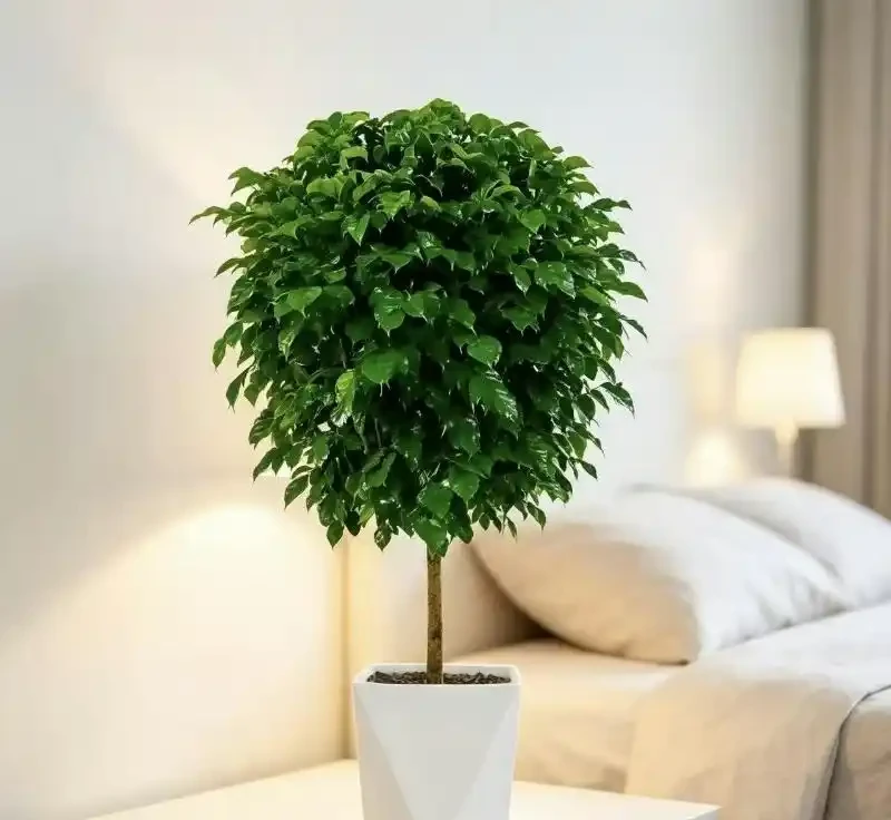 從「養啥死啥」到「綠意滿屋」,我只用了這一盆植物