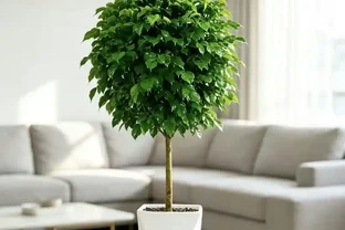 從「養啥死啥」到「綠意滿屋」，我只用了這一盆植物