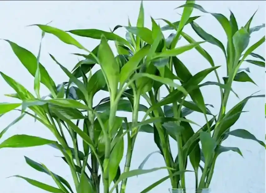 萬年竹葉尖發黃?原來是這3個原因沒處理好