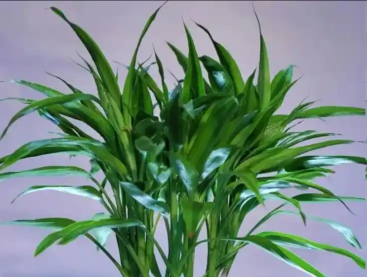 萬年竹葉尖發黃?原來是這3個原因沒處理好