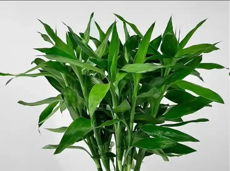 萬年竹葉尖發黃?原來是這3個原因沒處理好