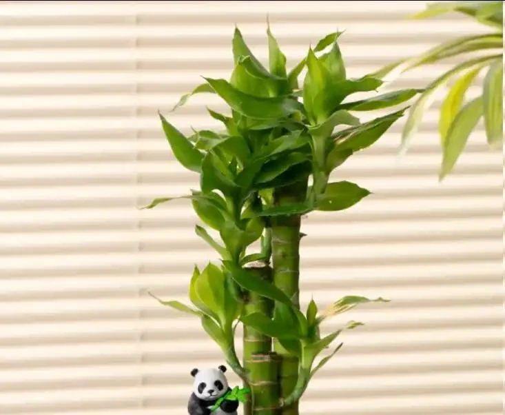 萬年竹葉尖發黃?原來是這3個原因沒處理好