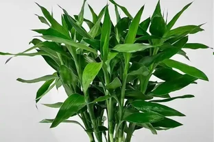 萬年竹葉尖發黃？原來是這3個原因沒處理好