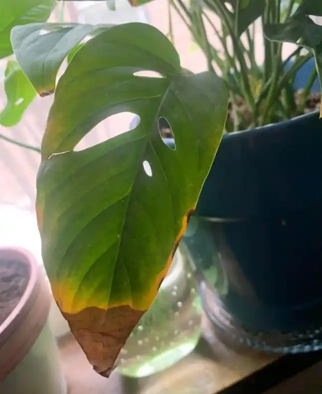 葉子邊緣發黃、發焦