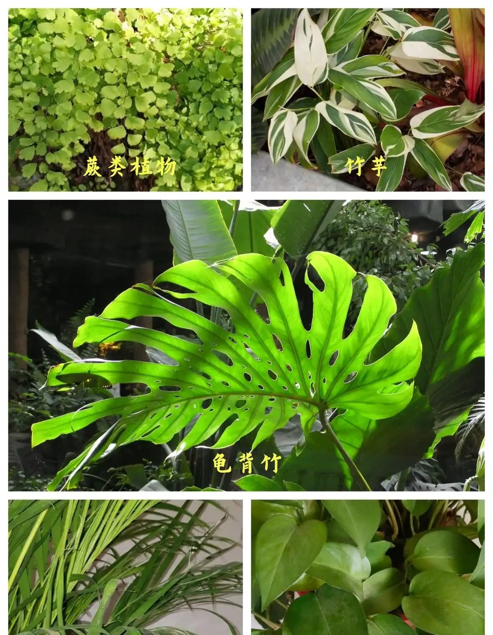 熱帶植物