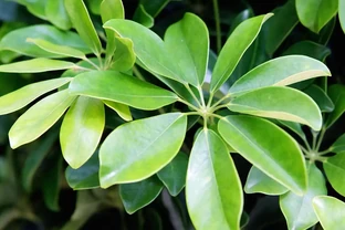 鴨腳木葉片發軟倒伏？別盲目澆水！找準原因快速救活
