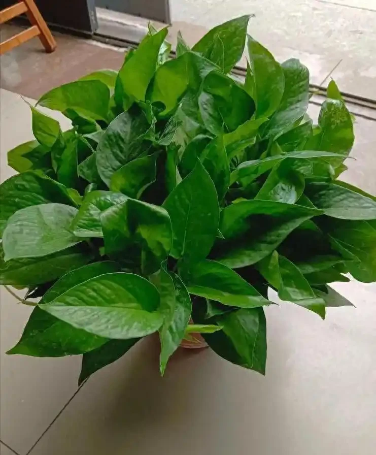 黃金葛能吸甲醛嗎?花店不會告訴你的實話,今天一次說清楚
