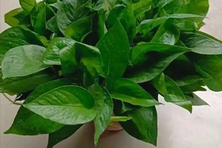 黃金葛能吸甲醛嗎？花店不會告訴你的實話，今天一次說清楚