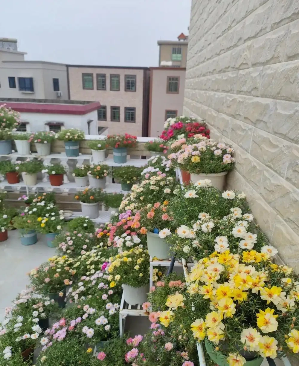 公認開花最久的 8 種花,省心好養全年花開不斷
