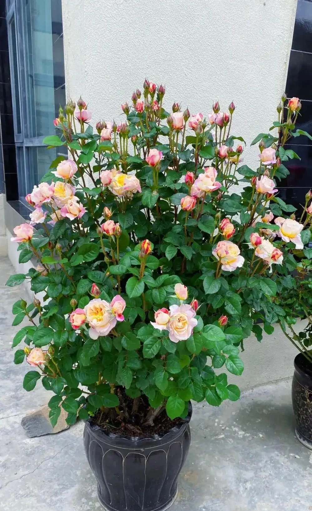 公認開花最久的 8 種花,省心好養全年花開不斷