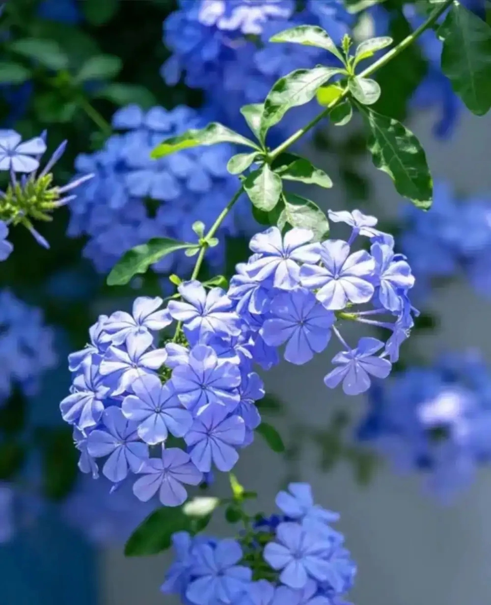 公認開花最久的 8 種花,省心好養全年花開不斷