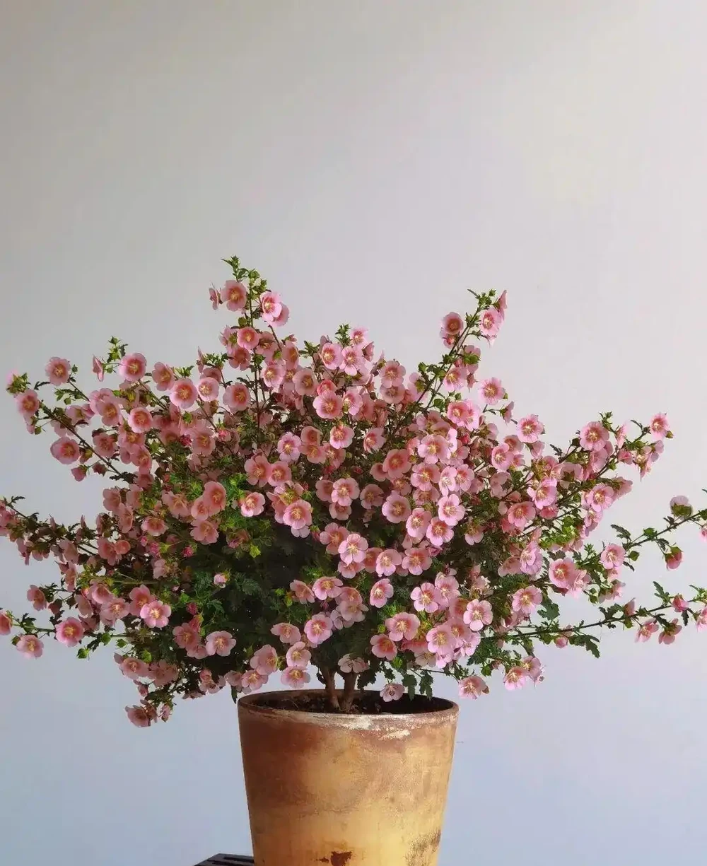 公認開花最久的 8 種花,省心好養全年花開不斷