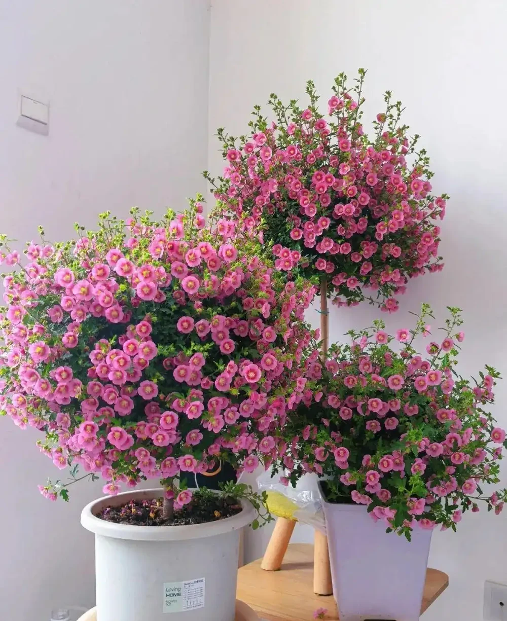 公認開花最久的 8 種花,省心好養全年花開不斷