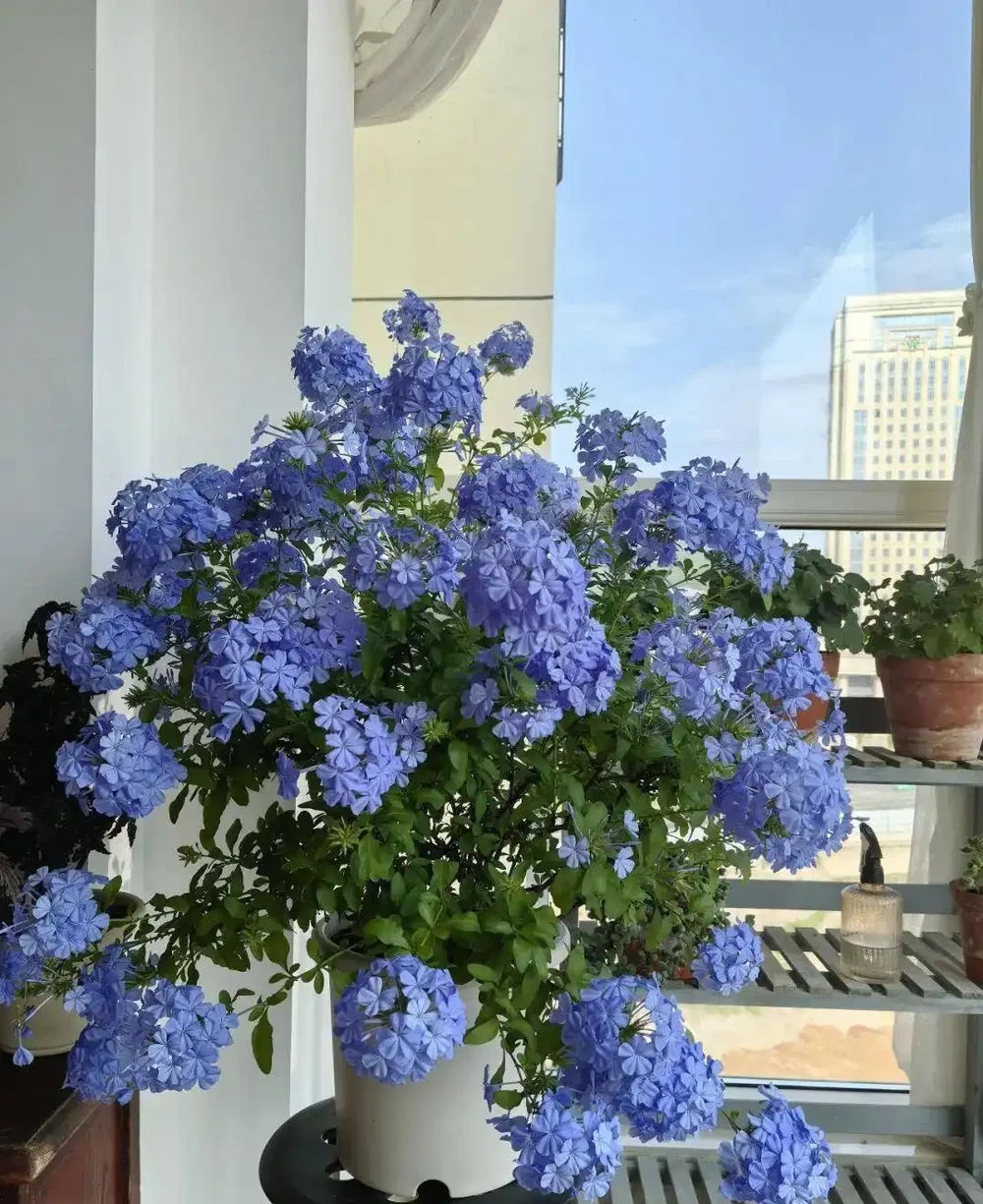 公認開花最久的 8 種花,省心好養全年花開不斷