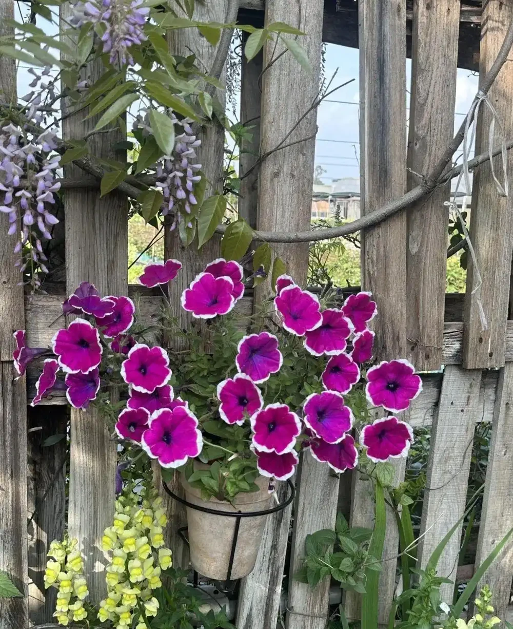 公認開花最久的 8 種花,省心好養全年花開不斷