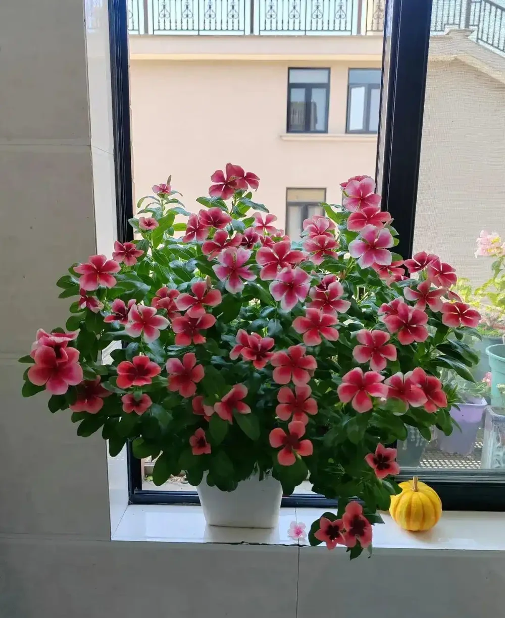 公認開花最久的 8 種花,省心好養全年花開不斷