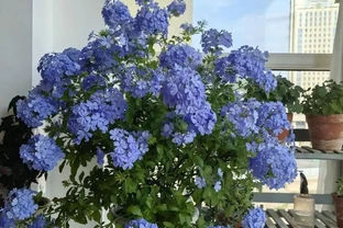 公認開花最久的 8 種花，省心好養全年花開不斷