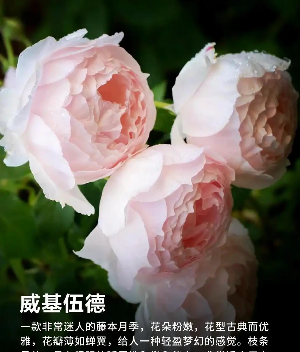 玫瑰秋剪別亂剪!3種剪法+全套養護技巧,秋花爆開到深秋