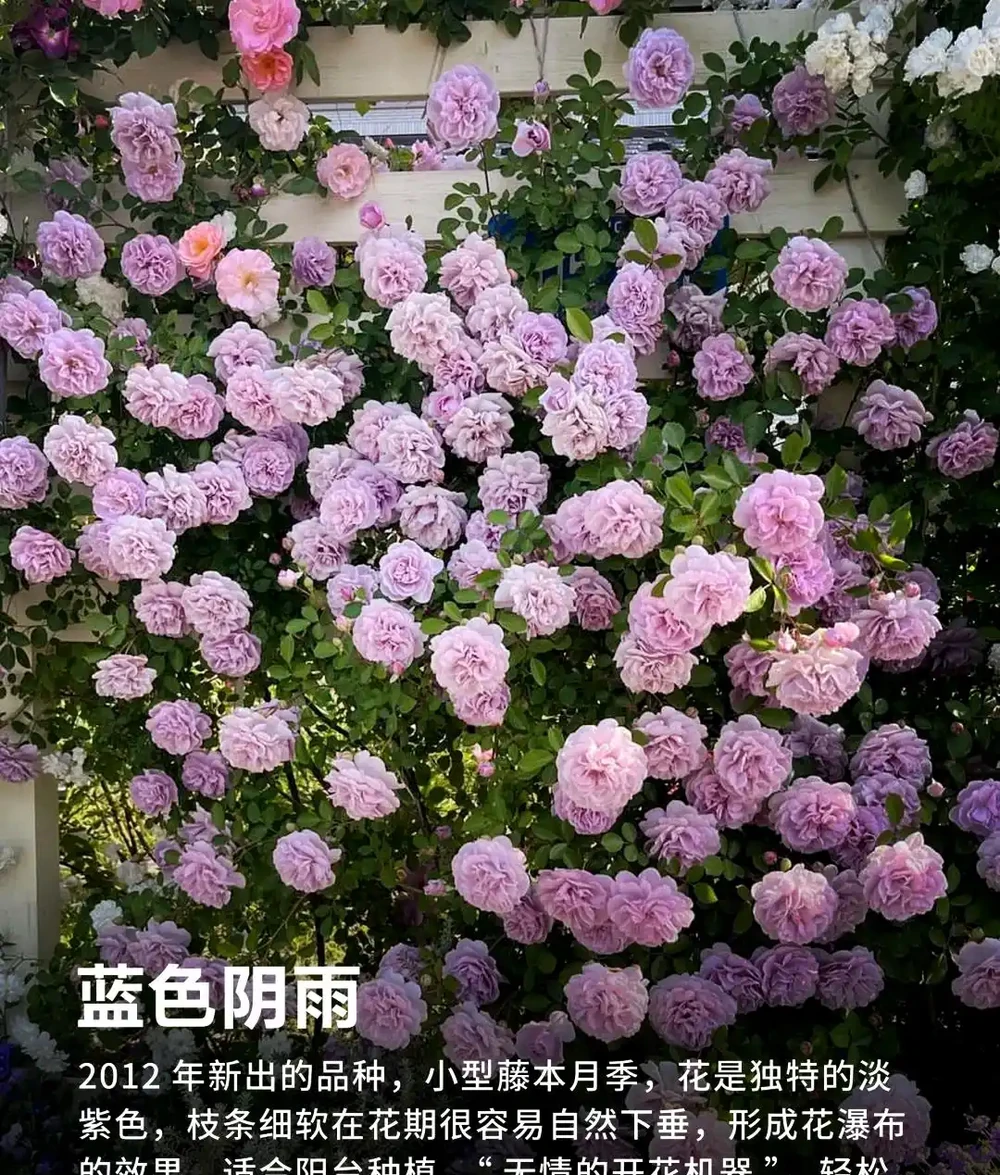 玫瑰秋剪別亂剪!3種剪法+全套養護技巧,秋花爆開到深秋