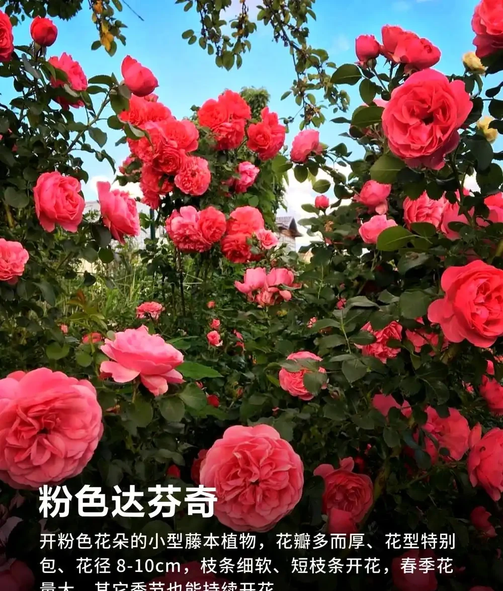 玫瑰秋剪別亂剪!3種剪法+全套養護技巧,秋花爆開到深秋