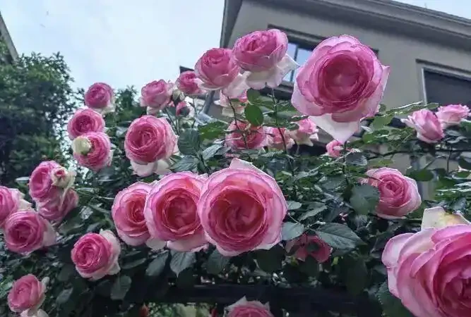 玫瑰秋剪別亂剪!3種剪法+全套養護技巧,秋花爆開到深秋
