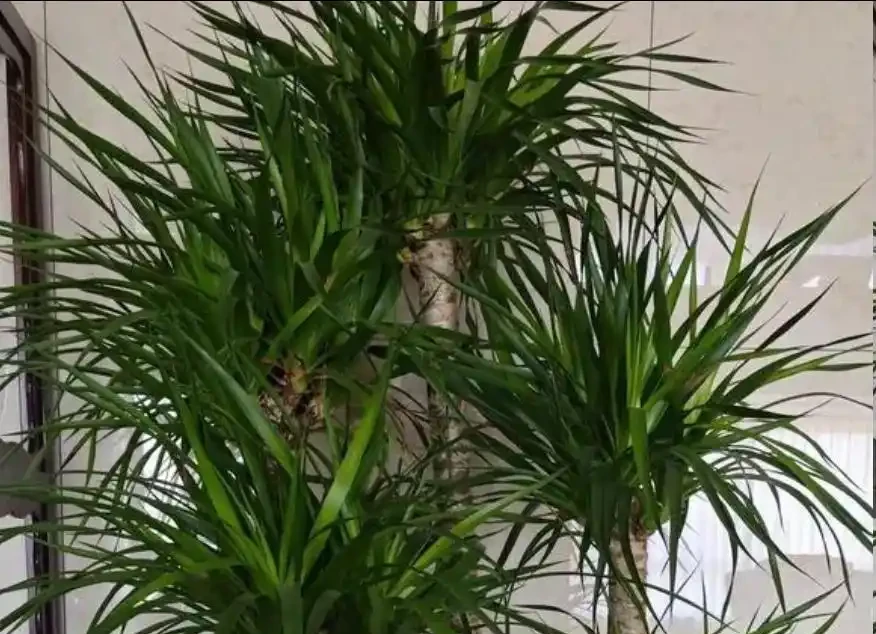 龍血樹焦尖修剪教程:剪對位置,新葉不再焦