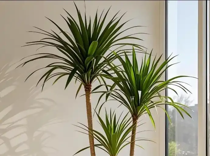 龍血樹焦尖修剪教程:剪對位置,新葉不再焦