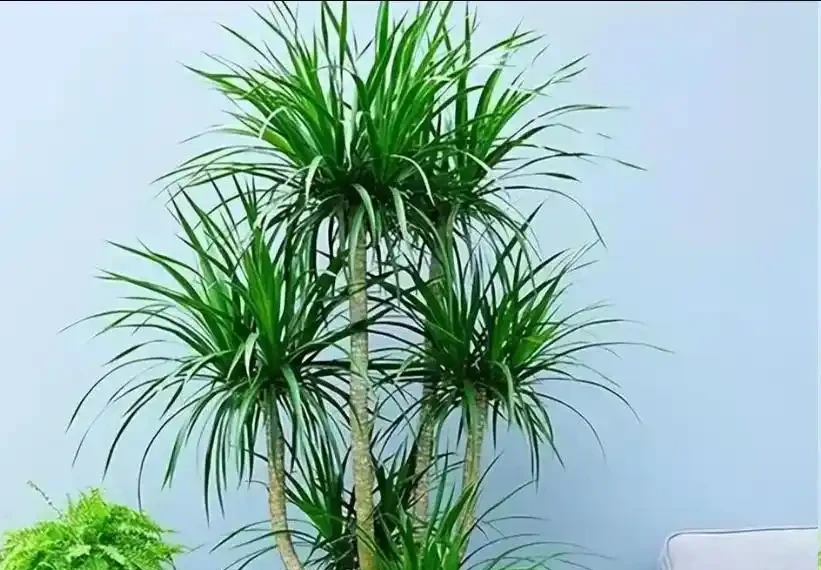 龍血樹焦尖修剪教程:剪對位置,新葉不再焦