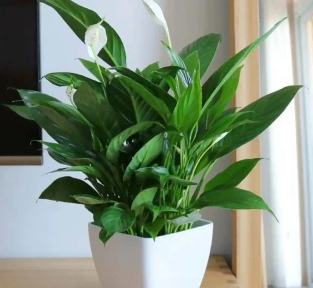 推薦5種耐陰花卉植物，好看又好養，家裡光照不好也能養的很好