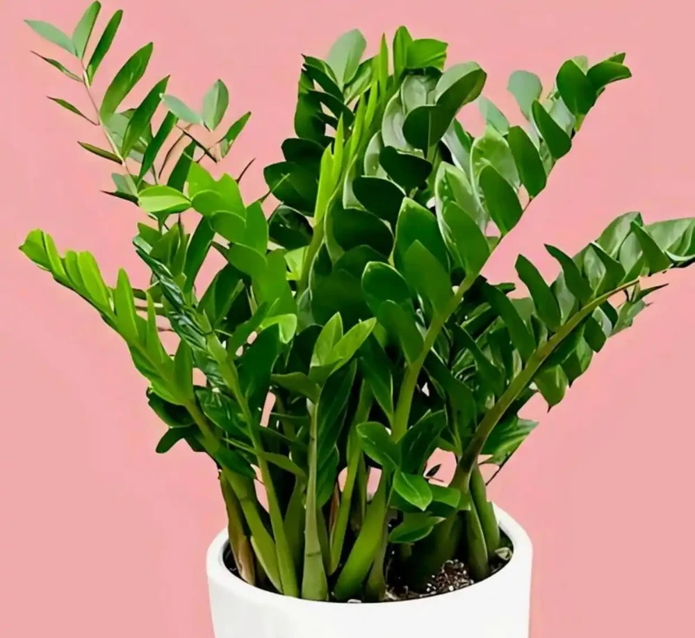 推薦5種耐陰花卉植物，好看又好養，家裡光照不好也能養的很好