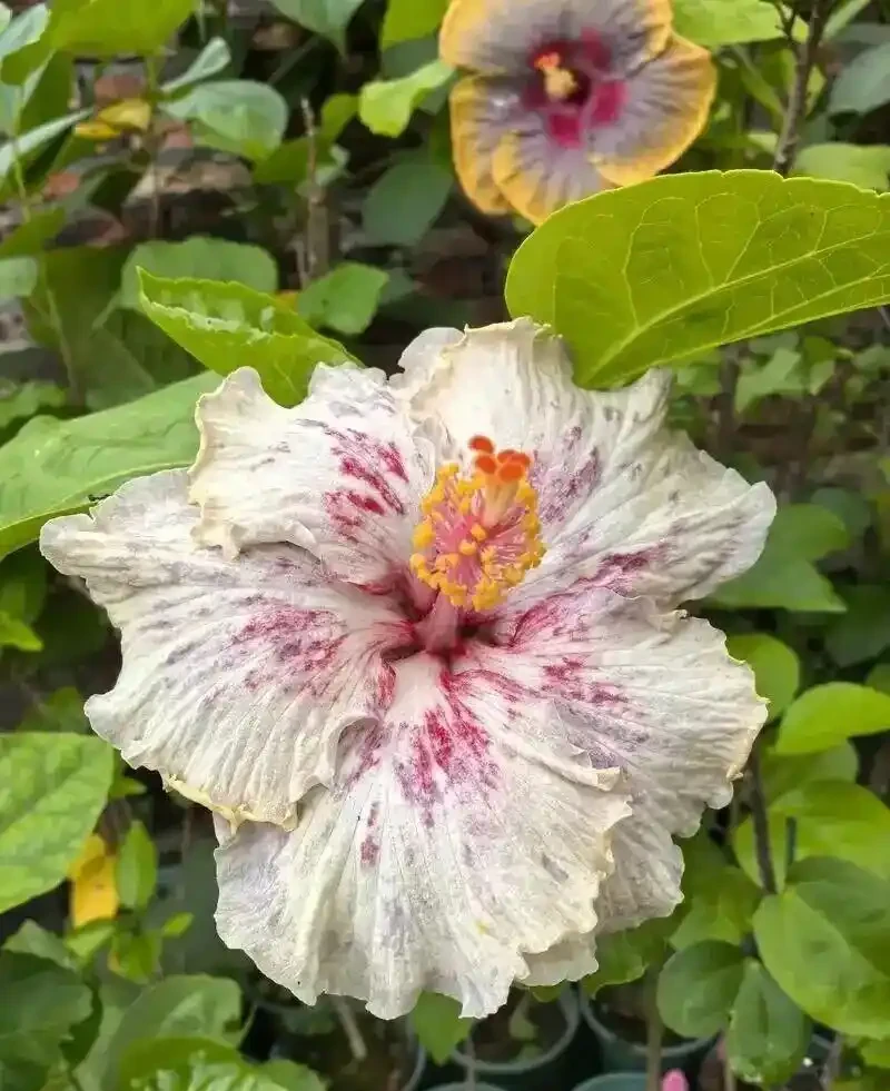 入秋別一味控水!6 種夏秋開花植物,水分給足,花苞不掉持續爆花!