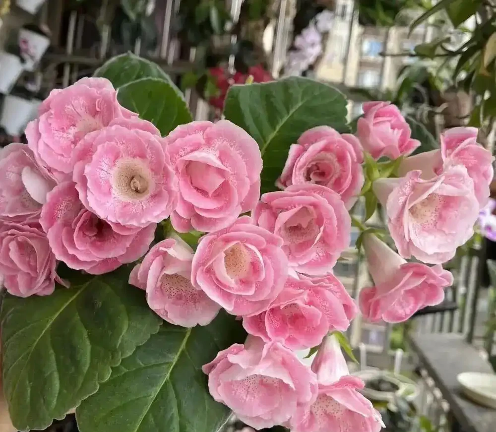 入秋別一味控水!6 種夏秋開花植物,水分給足,花苞不掉持續爆花!