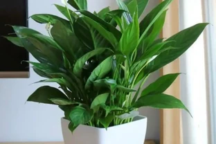 推薦5種耐陰花卉植物，好看又好養，家裡光照不好也能養的很好