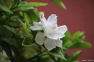 梔子花黃葉快「禿」了？別急著扔，從澆水到換盆，4 步救活它
