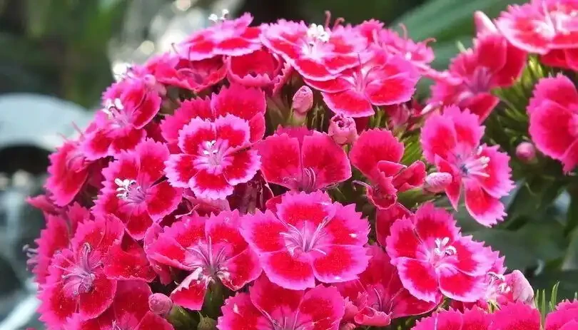 10 種超長開花期盆栽！養對條件，花開不斷，一年四季有花可賞