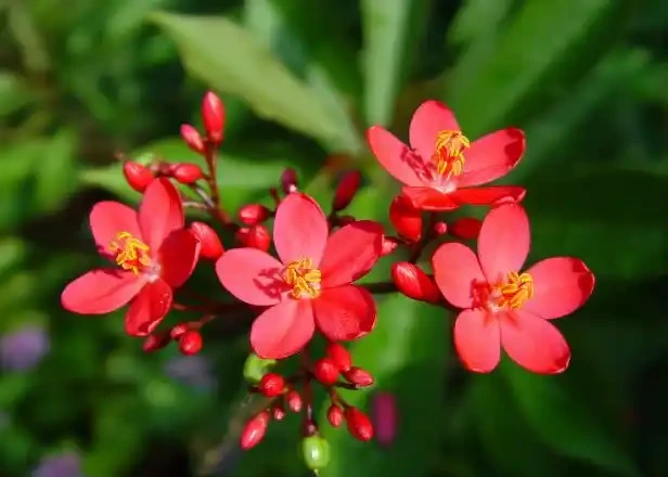 10 種超長開花期盆栽！養對條件，花開不斷，一年四季有花可賞