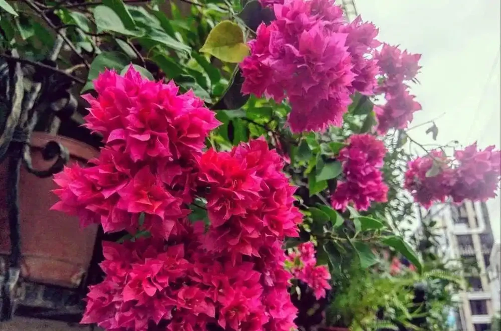 10 種超長開花期盆栽！養對條件，花開不斷，一年四季有花可賞